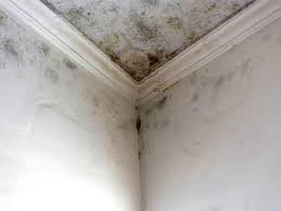 Mold Remediation for Rental Properties in Quanah, TX