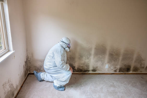 Best Mold Remediation for Rental Properties  in Quanah, TX